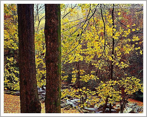 450184   Fall color at Chimney Peaks SMNP 